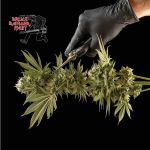 Bruce Banger Fast Feminized Seeds