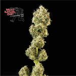Bruce Banger Fast Feminized Seeds
