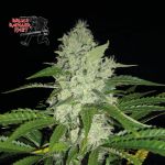 Bruce Banger Fast Feminized Seeds