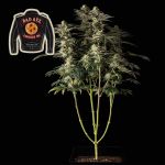Badazz Cookies OG Feminised Seeds