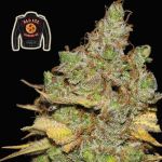 Badazz Cookies OG Feminised Seeds