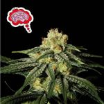 Amnesia Fast Feminised Seeds