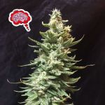 Amnesia Fast Feminised Seeds