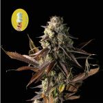Gelat.OG Feminised Seeds