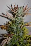 Gelat.OG Feminised Seeds