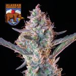 Alaskan Bananaberry Auto Feminisiert Saatgut