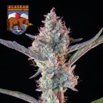 Alaskan Bananaberry Auto Feminisiert Saatgut