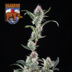 Alaskan Bananaberry Auto Feminisiert Saatgut