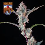 Alaskan Bananaberry Auto Feminisiert Saatgut