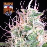 Alaskan Bananaberry Auto Feminisiert Saatgut