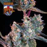 Alaskan Bananaberry Auto Feminisiert Saatgut