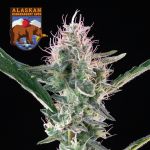 Alaskan Bananaberry Auto Feminisiert Saatgut