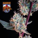 Alaskan Bananaberry Auto Feminisiert Saatgut
