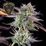 Gelato 41 BX Feminizowany Nasiona