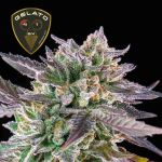 Gelato 41 BX Feminizowany Nasiona