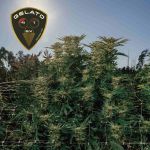 Gelato 41 BX Feminizowany Nasiona