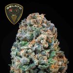 Gelato 41 BX Feminizowany Nasiona