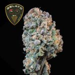 Gelato 41 BX Feminizowany Nasiona