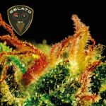 Gelato 41 BX Feminizowany Nasiona