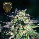 Gelato 41 BX Feminizowany Nasiona