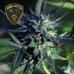 Gelato 41 BX Feminizowany Nasiona
