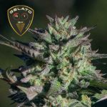 Gelato 41 BX Feminizowany Nasiona