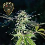 Gelato 41 BX Feminizowany Nasiona