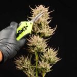Cookie Apple OG F1 Auto Feminised Seeds