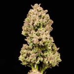 Cookie Apple OG F1 Auto Feminised Seeds
