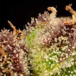 Cookie Apple OG F1 Auto Feminised Seeds