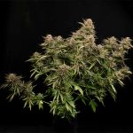 Fatso GMO F1 Auto Feminised Seeds