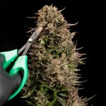 Fatso GMO F1 Auto Feminised Seeds