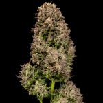 Fatso GMO F1 Auto Feminised Seeds