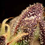Fatso GMO F1 Auto Feminised Seeds