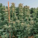 Cherry Punch F1 Feminisiert Saatgut