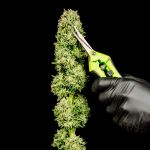 Cherry Punch F1 Feminisiert Saatgut