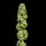 Cherry Punch F1 Feminisiert Saatgut