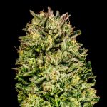 Cherry Punch F1 Feminisiert Saatgut