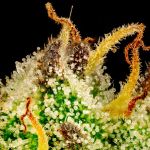 Cherry Punch F1 Feminisiert Saatgut