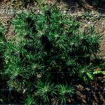 Cherry Punch F1 Feminisiert Saatgut
