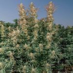 Purple Oreoz F1 Feminizowany Nasiona