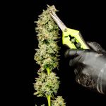 Purple Oreoz F1 Feminizowany Nasiona