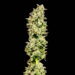 Purple Oreoz F1 Feminizowany Nasiona