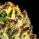 Purple Oreoz F1 Feminizowany Nasiona