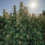 Tangerine Snow F1 Fast Feminised Seeds
