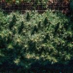 Tangerine Snow F1 Fast Feminised Seeds