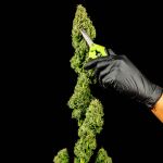 Tangerine Snow F1 Fast Feminised Seeds