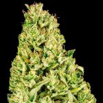 Tangerine Snow F1 Fast Feminised Seeds