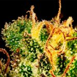 Tangerine Snow F1 Fast Feminised Seeds