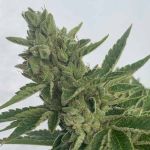 Pineapple OG Auto Feminisiert Saatgut